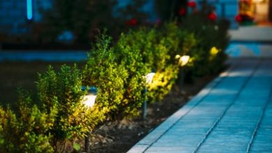 1692975393_photodune-19780511-night-view-of-flowerbed-with-flowers-illuminated-by-energysavin-l