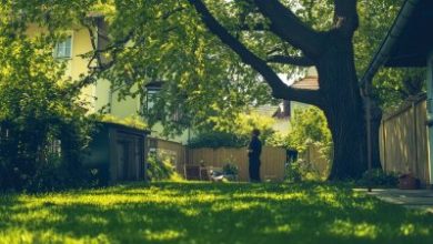 1759389408_Baumbestand-Nachbarn